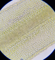 Bartramia pomiformis