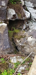 Bartramia pomiformis