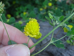Trifolium campestre