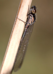 Coenagrion pulchellum