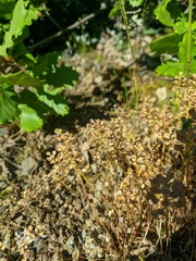 Teesdalia coronopifolia