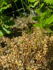 Teesdalia coronopifolia