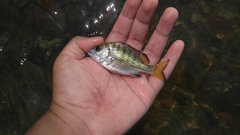 Acanthopagrus schlegelii