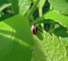 Phyllotreta striolata