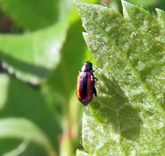 Phyllotreta striolata