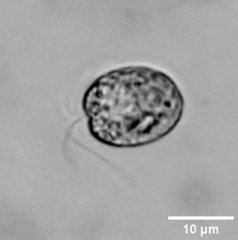 Tetraselmis