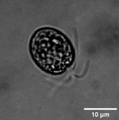 Tetraselmis
