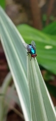 Calliphoridae