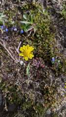 Crocidium multicaule