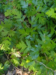 Crataegus stevenii