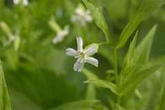 Silene nivea