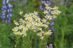 Senecio integerrimus ochroleucus