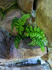 Asplenium billotii