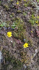 Crocidium multicaule