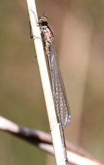 Coenagrion pulchellum
