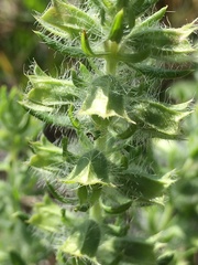 Salvia texana
