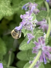Anthophora quadrimaculata