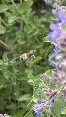 Anthophora quadrimaculata