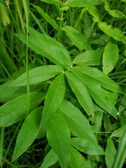 Cicuta virosa
