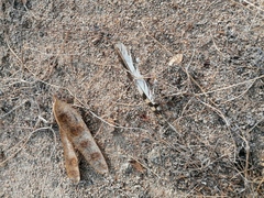 Caprimulgiformes