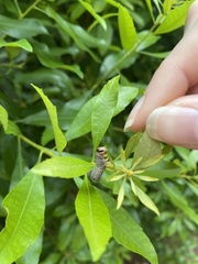 Catocala muliercula