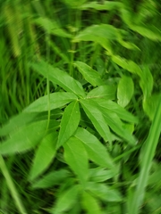 Cicuta virosa