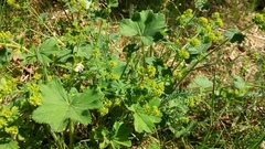 Alchemilla vulgaris