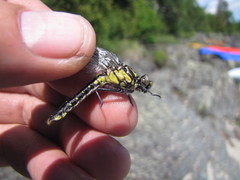 Hylogomphus adelphus