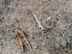 Caprimulgiformes