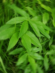 Cicuta virosa