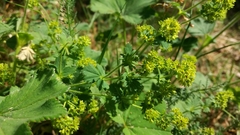 Alchemilla vulgaris
