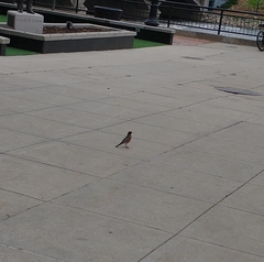 Turdus migratorius
