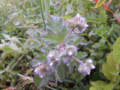 Fuertesimalva limensis