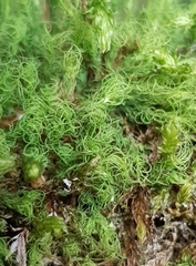 Bartramia pomiformis