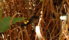 Megascolia maculata flavifrons