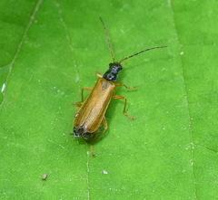 Rhagonycha lignosa