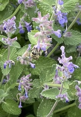 Anthophora quadrimaculata