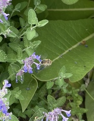 Anthophora quadrimaculata