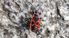 Pyrrhocoris apterus