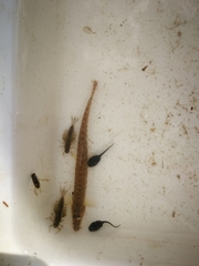 Cobitis elongatoides