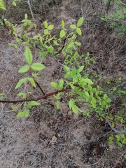 Bursera heteresthes