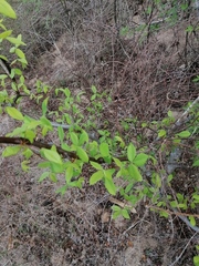 Bursera heteresthes
