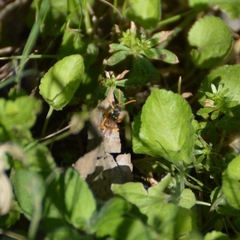 Nomada goodeniana