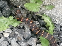 Erythrolamprus epinephalus pseudocobella