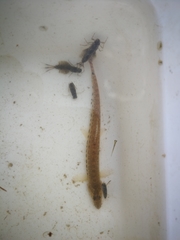 Cobitis elongatoides