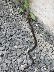 Erythrolamprus epinephalus pseudocobella