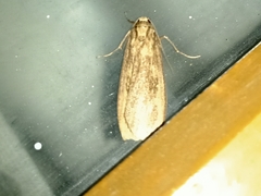 Schoenobiinae