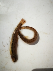 Cobitis elongatoides
