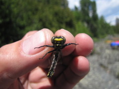 Hylogomphus adelphus