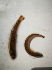 Cobitis elongatoides